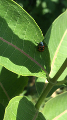 Labidomera clivicollis