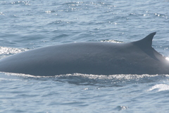 Balaenoptera physalus
