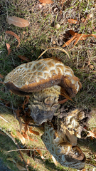 Agaricaceae