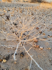 Dicoria canescens