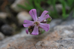 Silene secundiflora