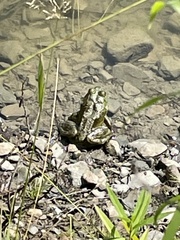 Lithobates