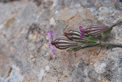 Silene secundiflora