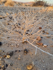 Dicoria canescens