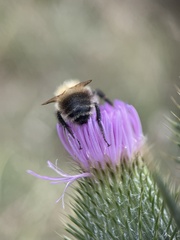 Bombus pascuorum