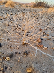 Dicoria canescens