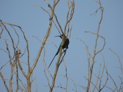 Nectarinia famosa famosa