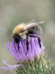 Bombus pascuorum
