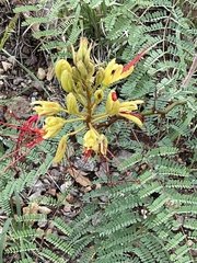 Erythrostemon gilliesii