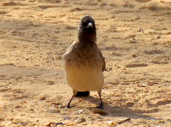 Pycnonotus barbatus tricolor