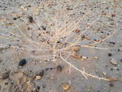 Dicoria canescens