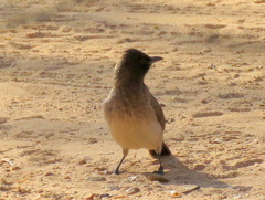 Pycnonotus barbatus tricolor
