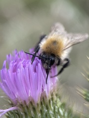Bombus pascuorum