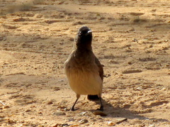 Pycnonotus barbatus tricolor