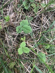 Potentilla sterilis