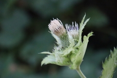 Cirsium oleraceum