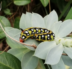 Hyles euphorbiae