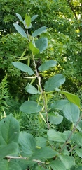 Vincetoxicum rossicum