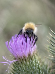 Bombus pascuorum