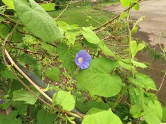 Ipomoea hederacea integriuscula
