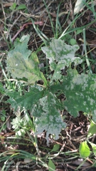Erysiphe alphitoides