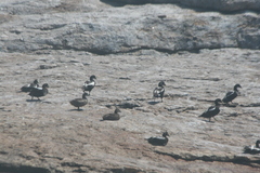 Somateria mollissima