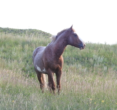 Equus caballus