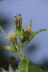 Cirsium oleraceum