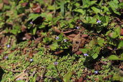 Linderniaceae