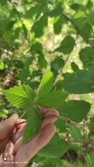 Parthenocissus quinquefolia