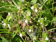 Euphrasia