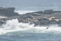 Phoca vitulina vitulina