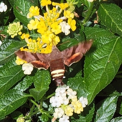 Amphion floridensis