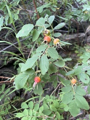 Rosa acicularis