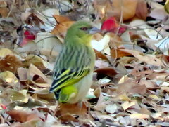 Ploceus cucullatus nigriceps