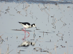 Himantopus mexicanus
