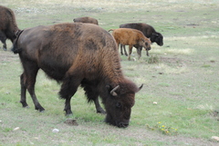 Bison bison