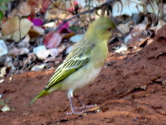 Ploceus cucullatus nigriceps