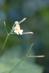 Impatiens parviflora