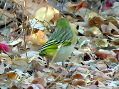 Ploceus cucullatus nigriceps