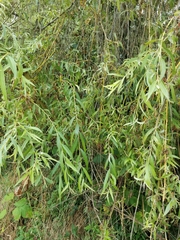 Salix babylonica