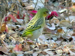 Ploceus cucullatus nigriceps