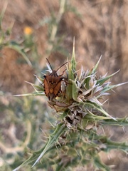 Carpocoris mediterraneus atlanticus