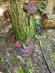 Ganoderma tsugae