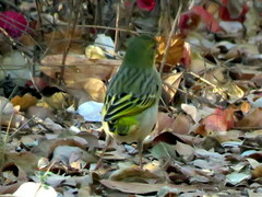 Ploceus cucullatus nigriceps
