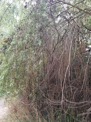 Salix babylonica
