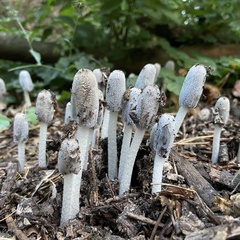 Lanatulae