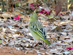 Ploceus cucullatus nigriceps