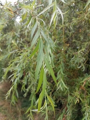 Salix babylonica