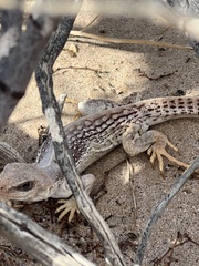 Dipsosaurus dorsalis